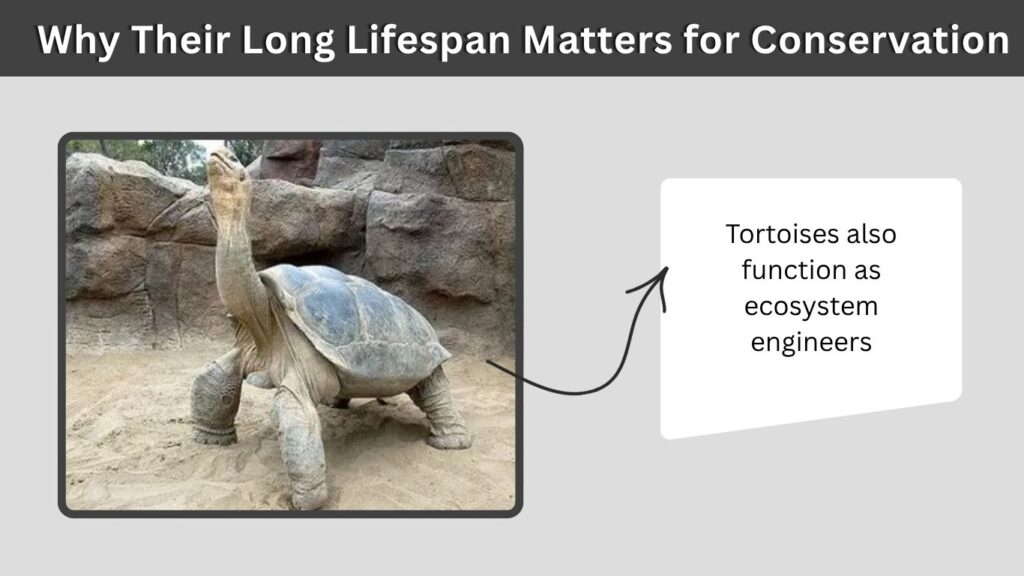 Why Their Long Lifespan Matters for Conservation