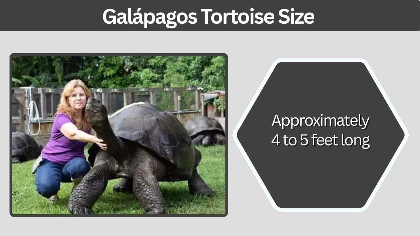 Galápagos Tortoise Size: Weight, Length and Comparisons
