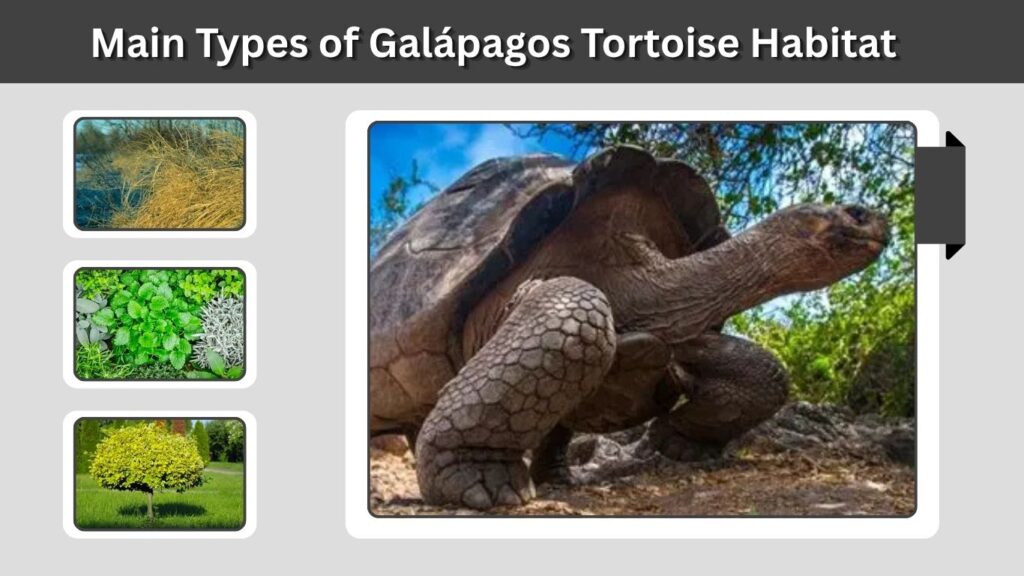 Main Types of Galápagos Tortoise Habitat