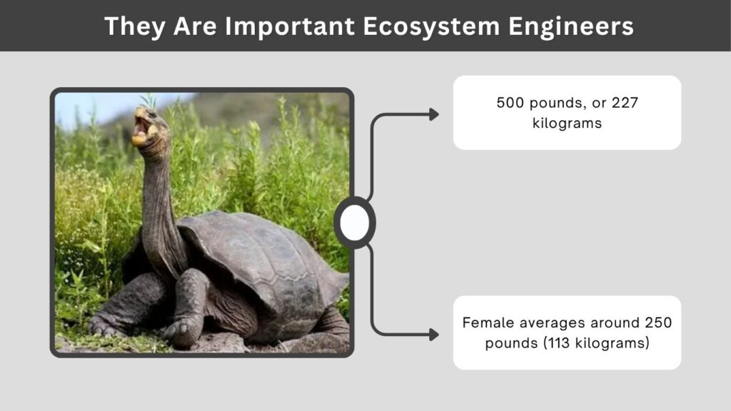 Galápagos Tortoise Size and Weight