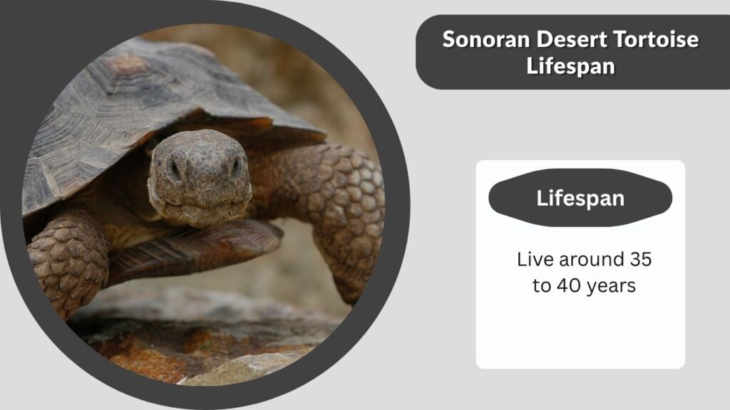 Sonoran Desert Tortoise Lifespan