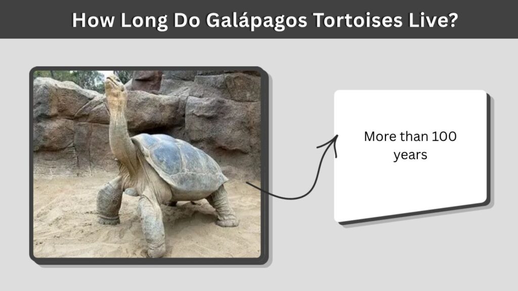 How Long Do Galápagos Tortoises Live?