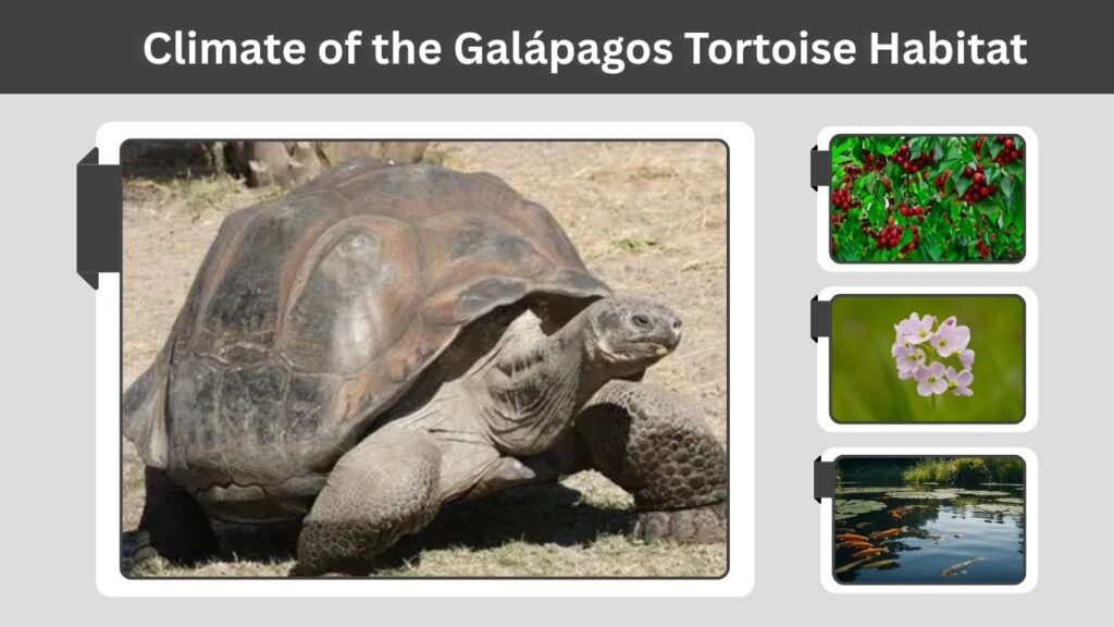 Climate of the Galápagos Tortoise Habitat
