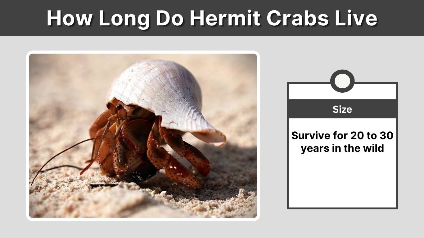How Long Do Hermit Crabs Live? Lifespan and Life Cycle