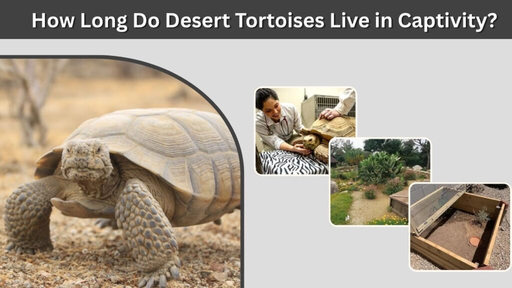 How Long Do Desert Tortoises Live in Captivity?