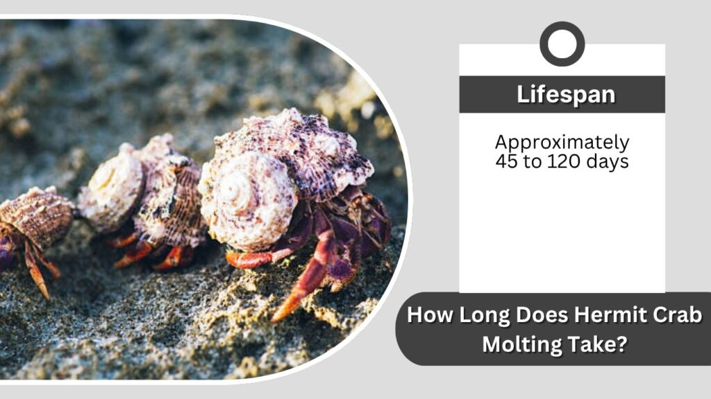 How Long Does Hermit Crab Molting Take?