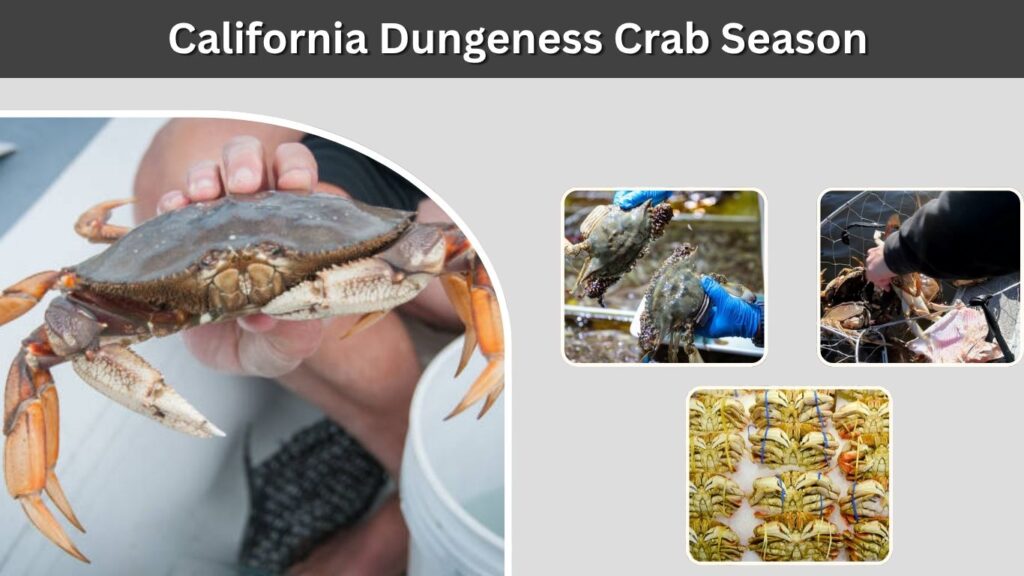 California Dungeness Crab SeasonCalifornia Dungeness Crab SeasonCalifornia Dungeness Crab Season