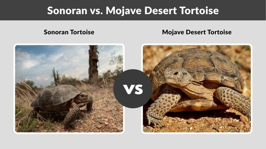 Sonoran vs. Mojave Desert Tortoise