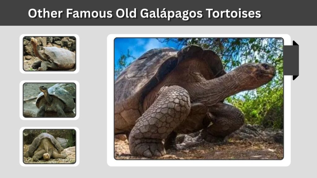 Other Famous Old Galápagos Tortoises