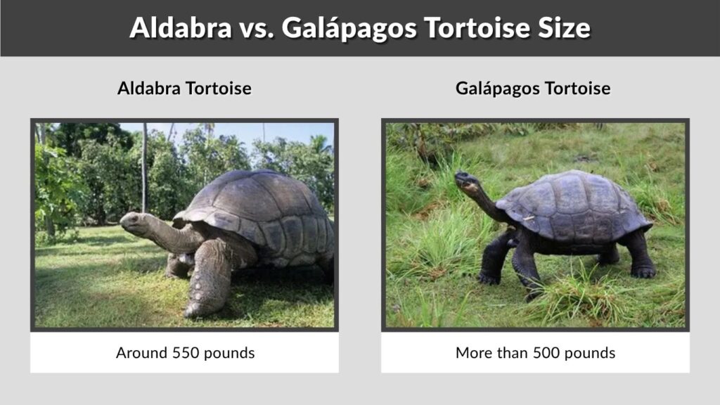 Aldabra vs. Galápagos Tortoise Size