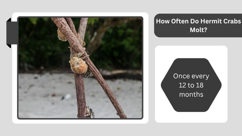 How Often Do Hermit Crabs Molt?