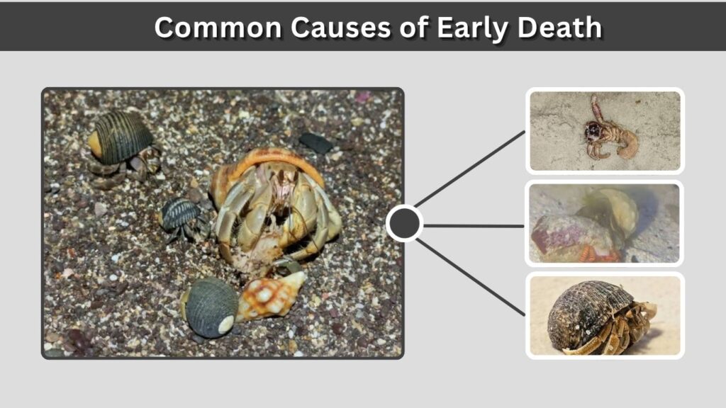 Common Causes of Early Death
