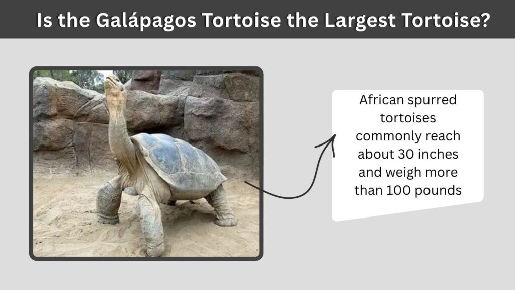 Aldabra vs. Galápagos Tortoise Size