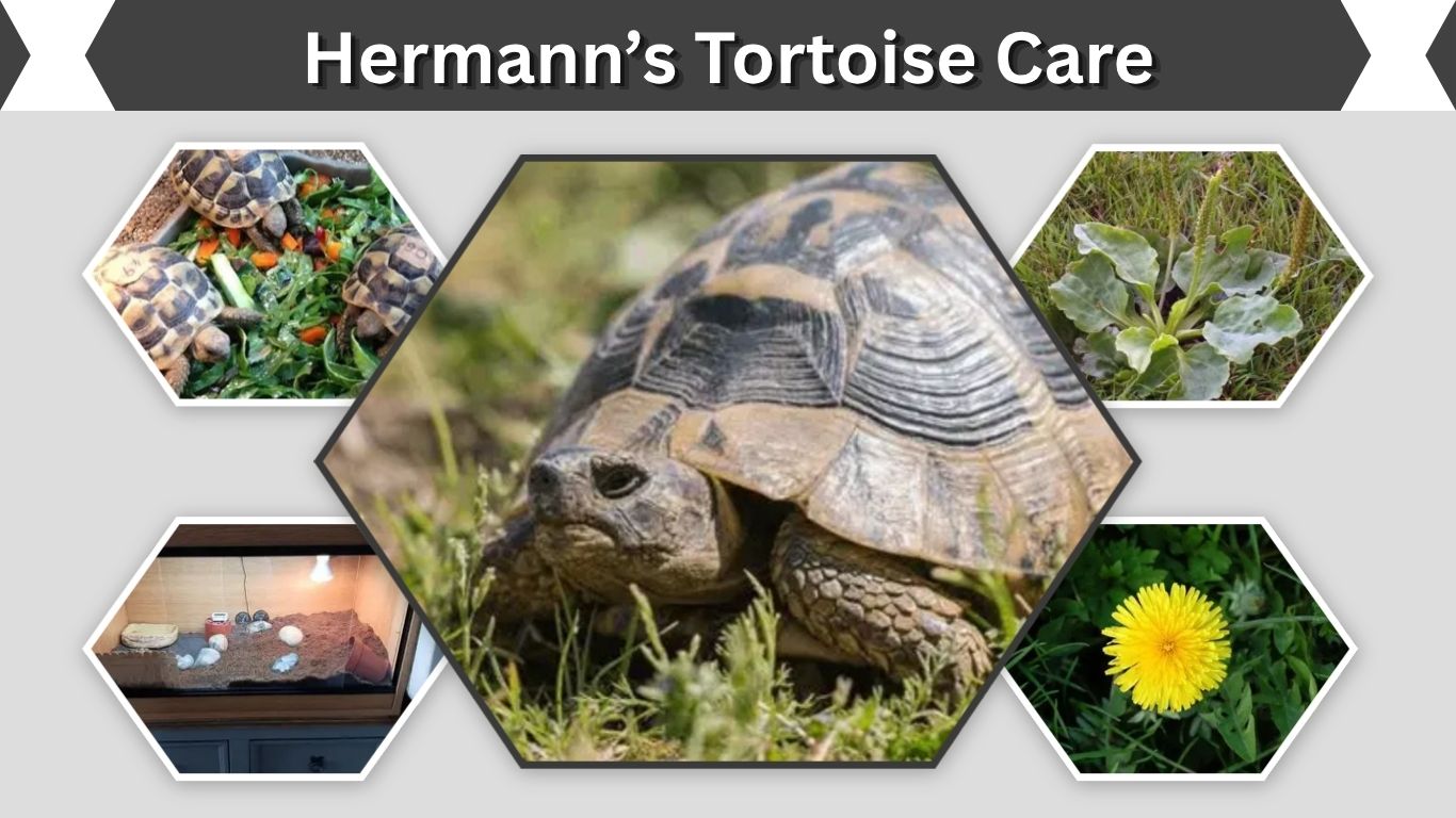 Hermann’s Tortoise Care: Diet, Enclosure & Tips