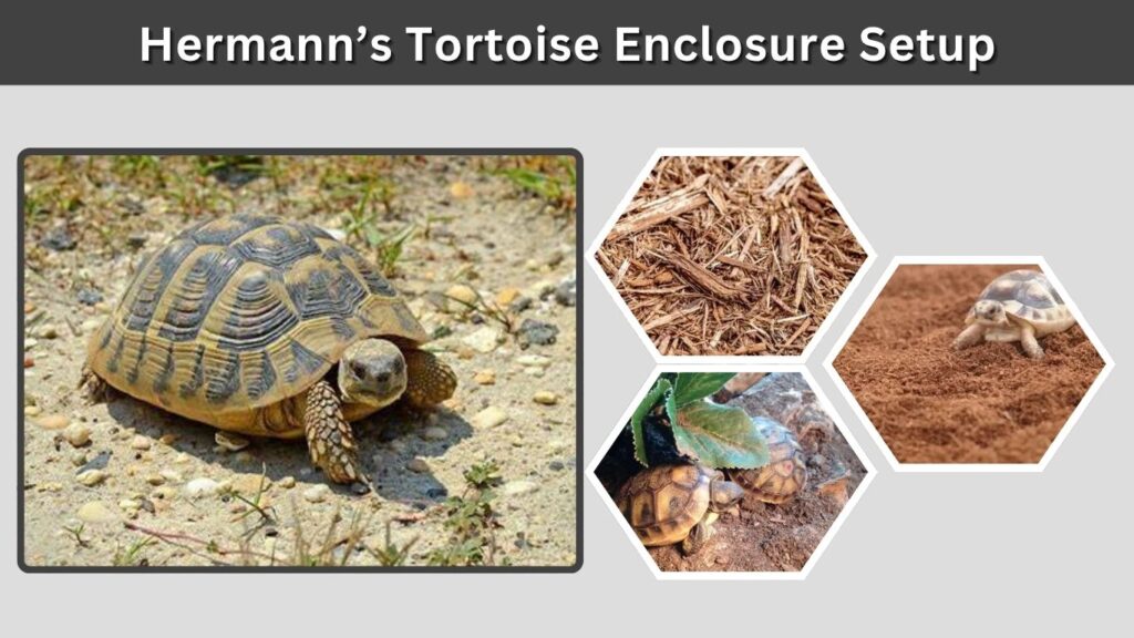 Hermann’s Tortoise Enclosure Setup