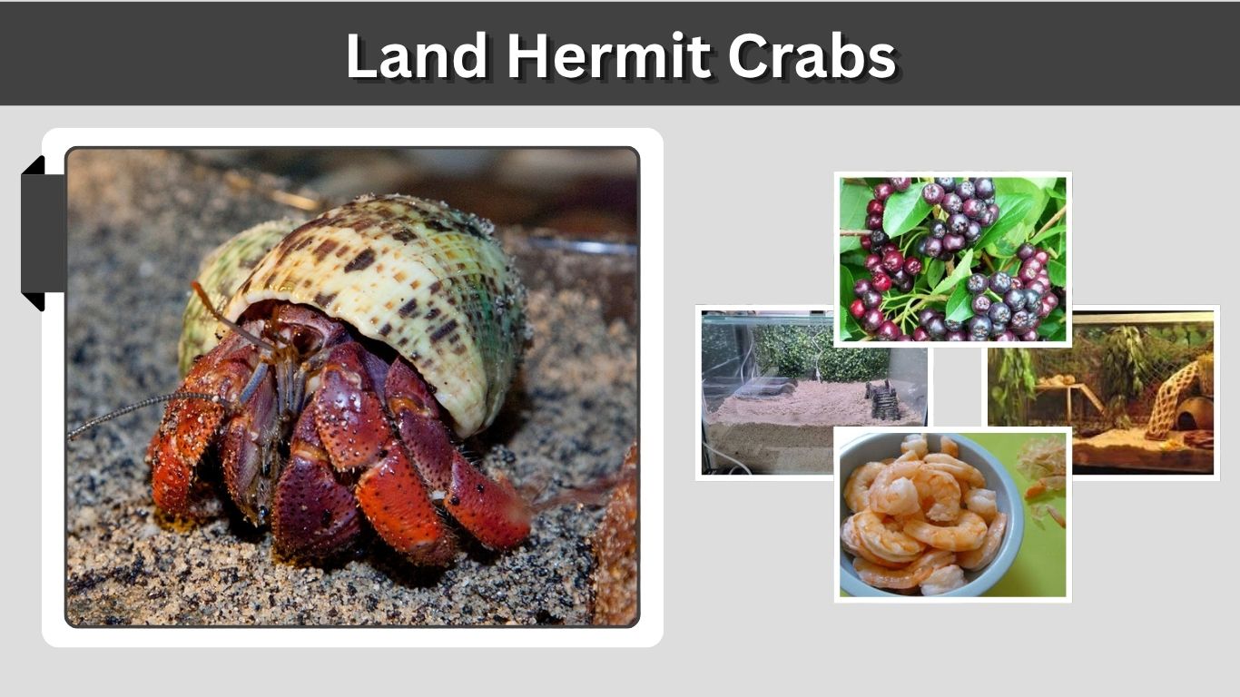 Land Hermit Crabs: Care, Habitat, Diet, and Lifespan