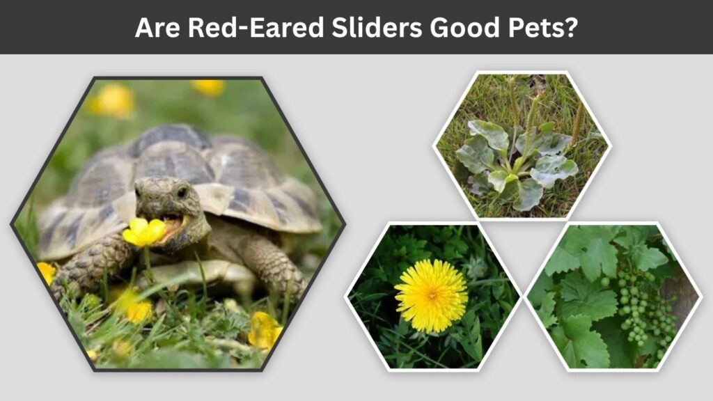 Hermann’s Tortoise Diet