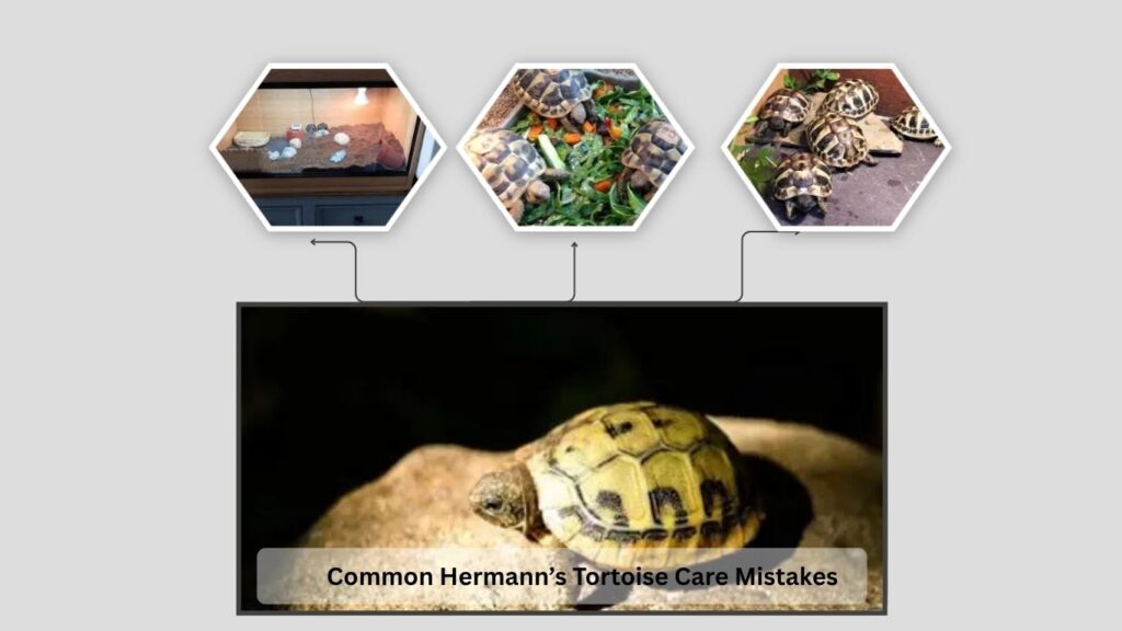 Common Hermann’s Tortoise Care Mistakes