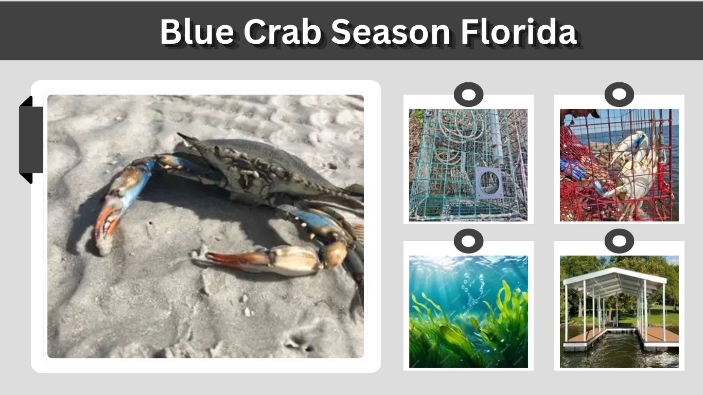 Blue Crab Season Florida: 2026 Rules and Limits