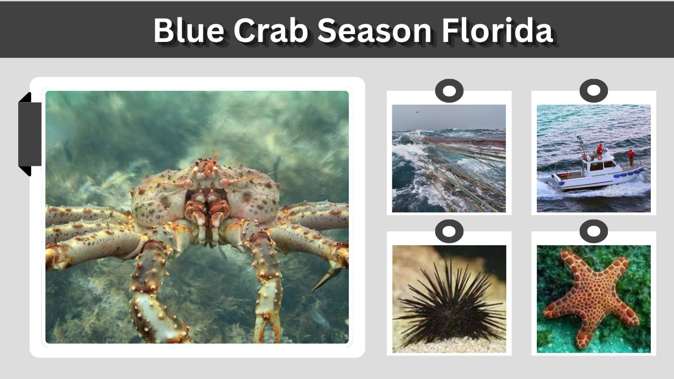 King Crab: Size, Habitat, Diet, Species, and Facts