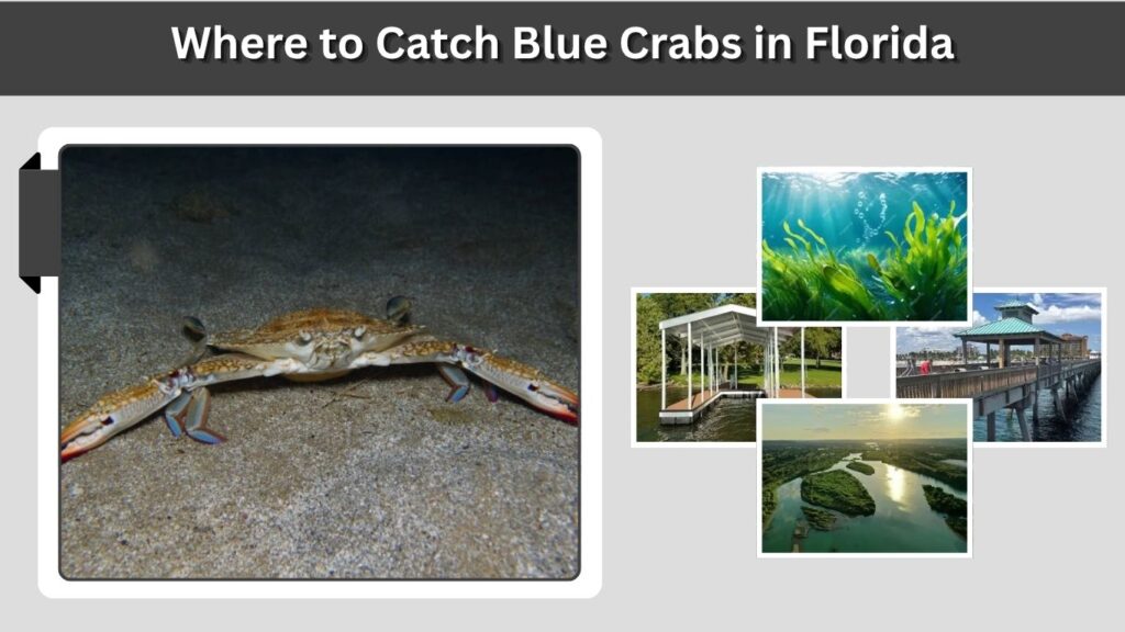 Where to Catch Blue Crabs in Florida