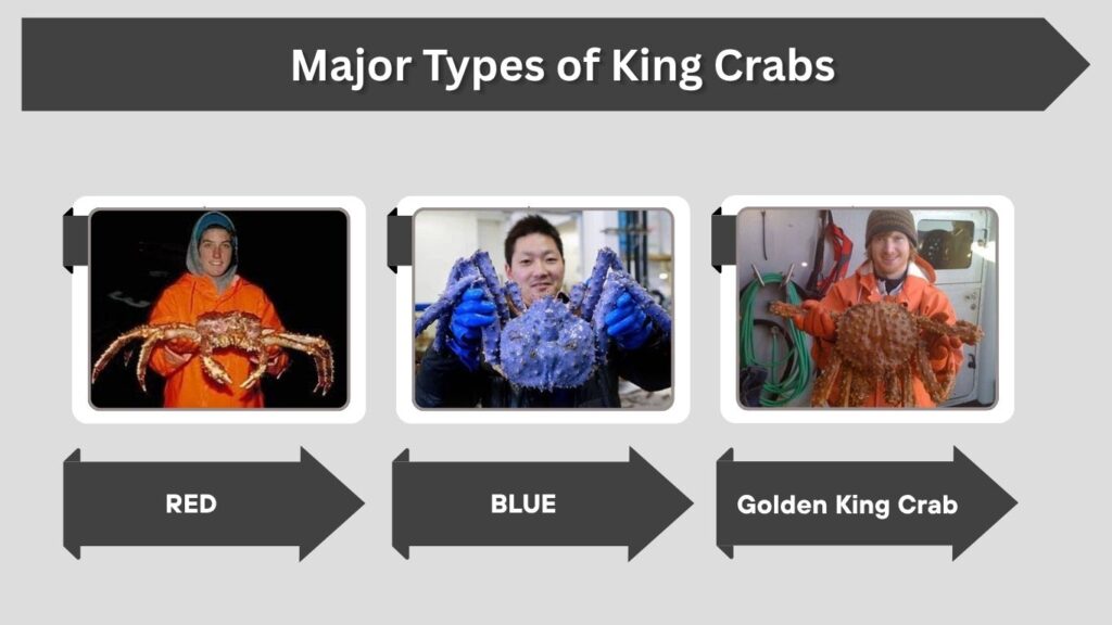 Major Types of King Crabs
