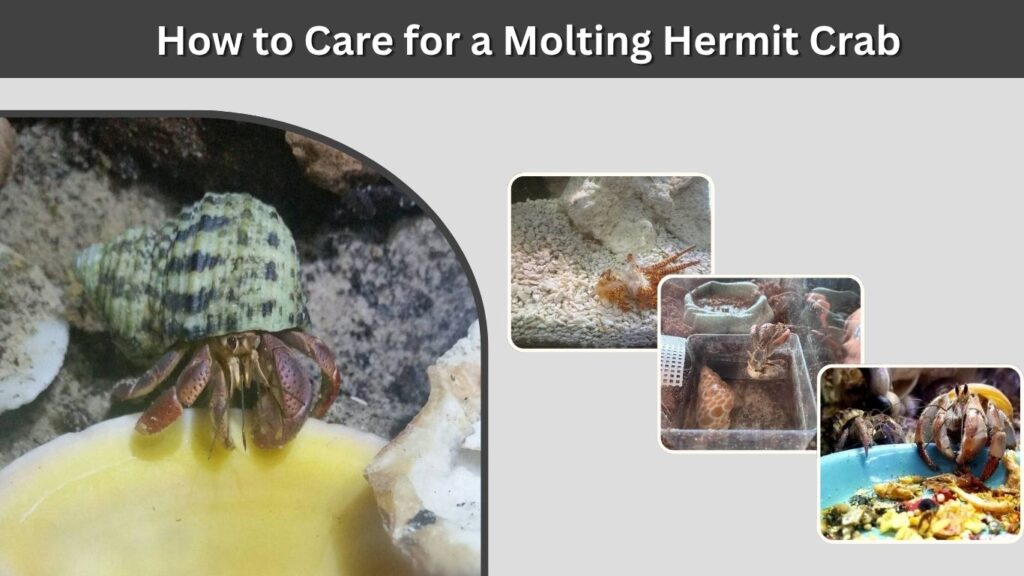 How to Care for a Molting Hermit Crab