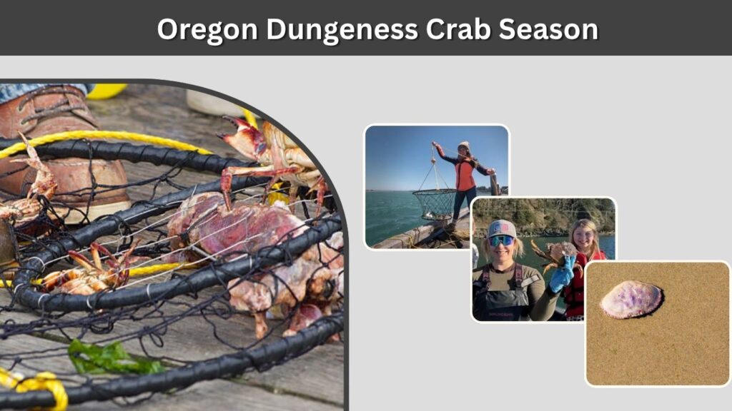 Oregon Dungeness Crab Season