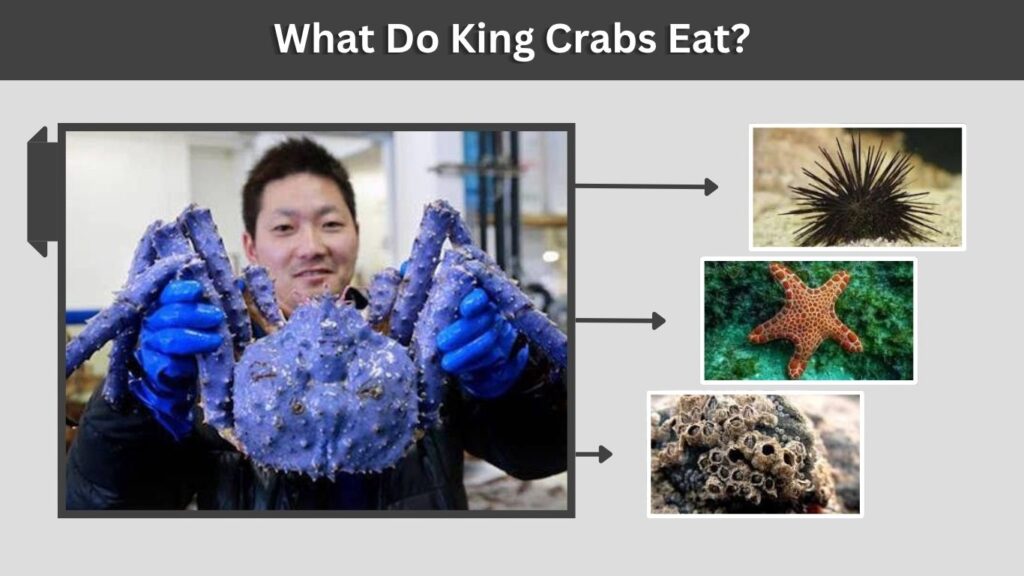 What Do King Crabs Eat?