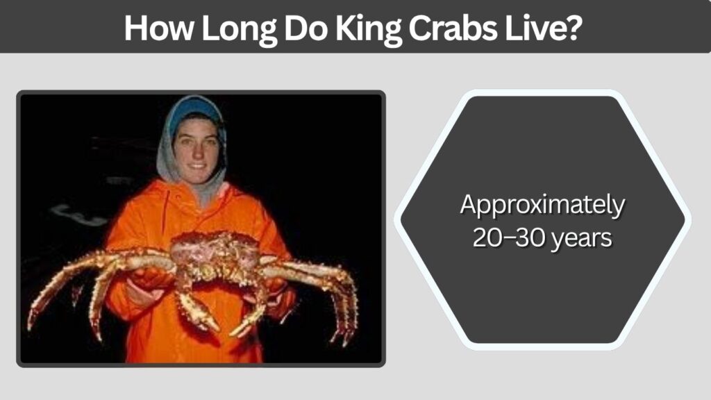How Long Do King Crabs Live?