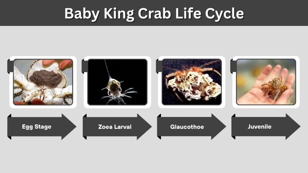 Baby King Crab Life Cycle