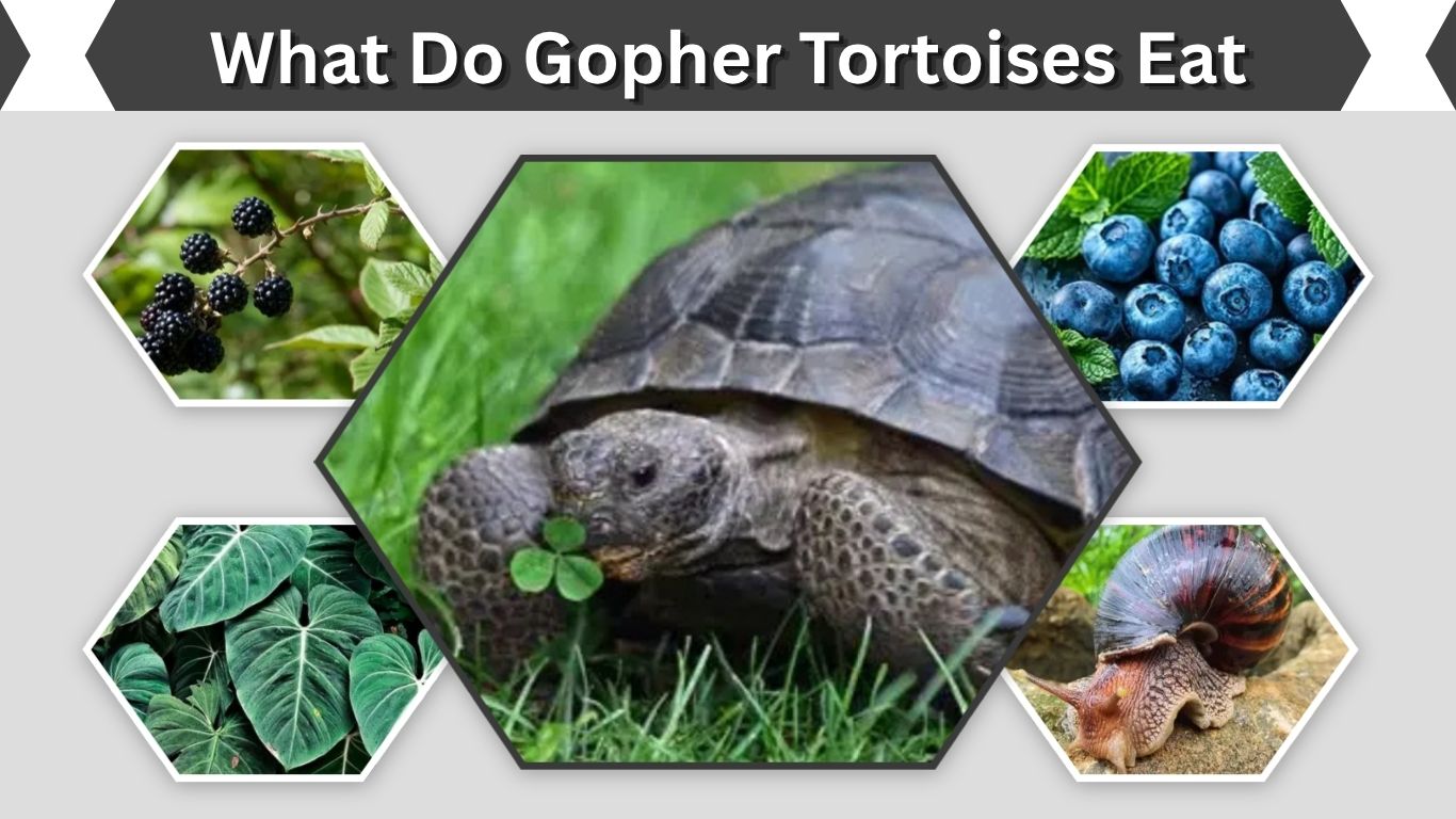 What Do Gopher Tortoises Eat? 10 Common Foods