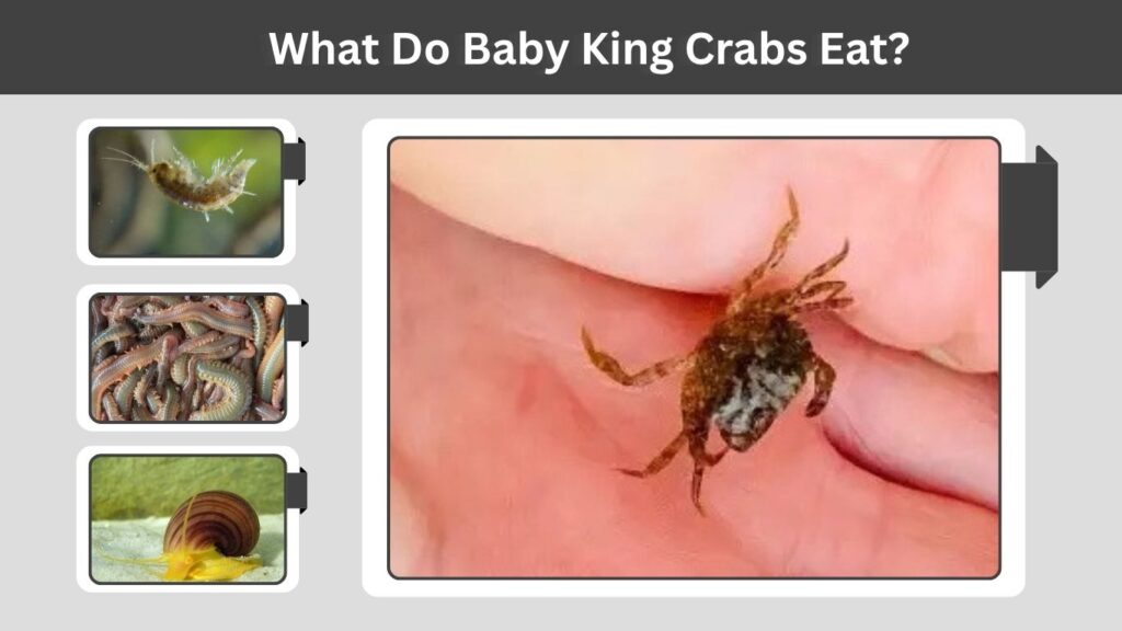 What Do Baby King Crabs Eat?