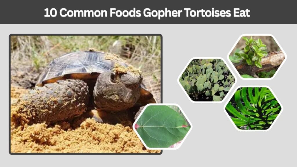 10 Common Foods Gopher Tortoises Eat