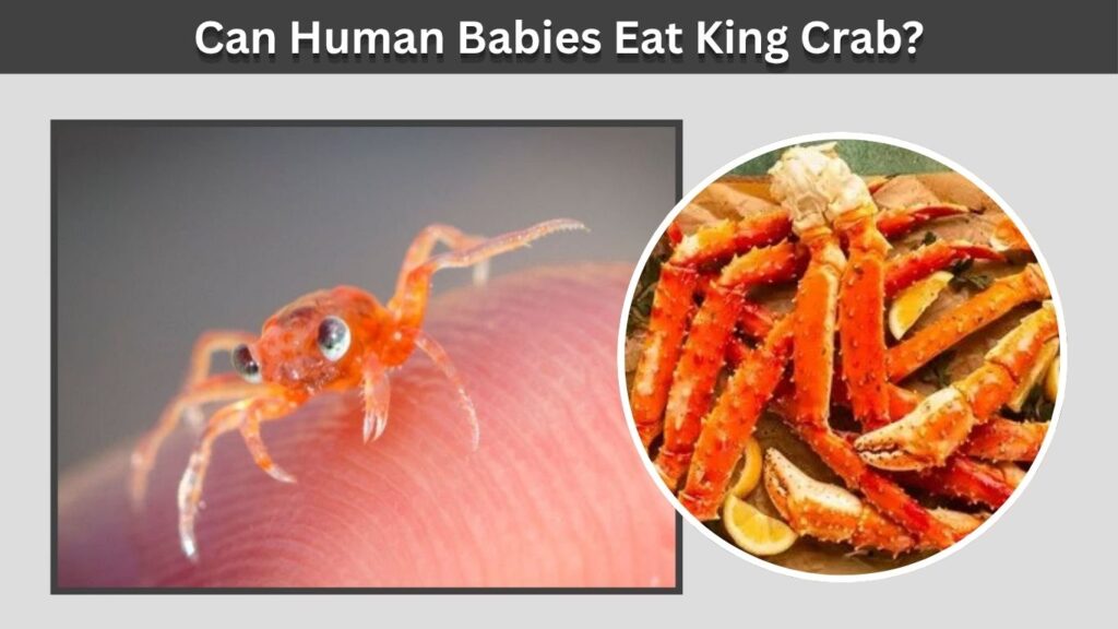 Can Human Babies Eat King Crab?
