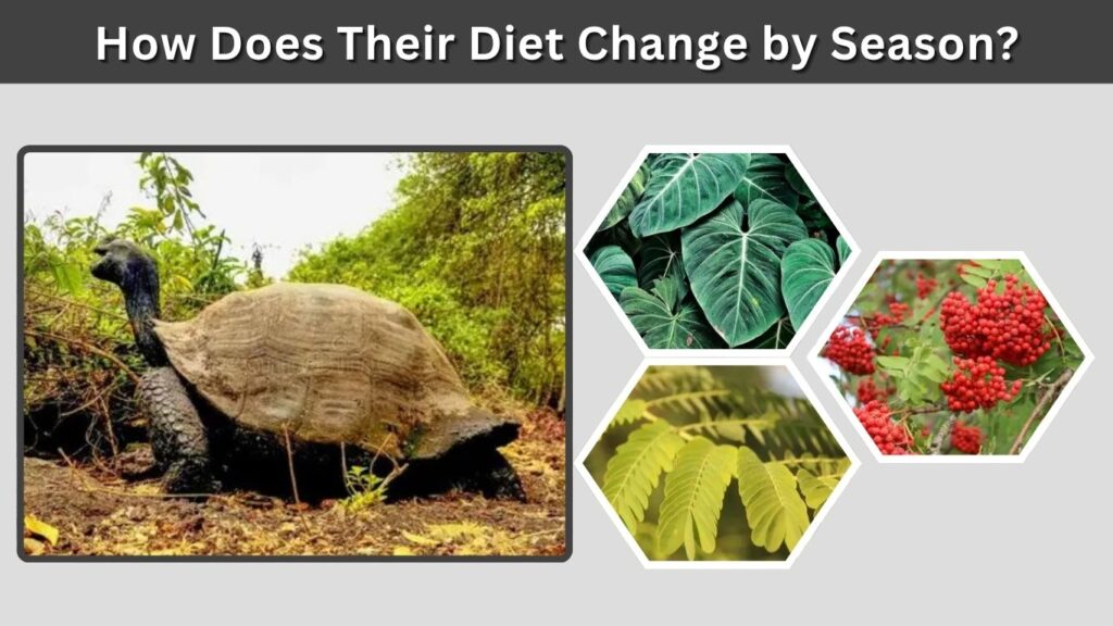 How Does Their Diet Change by Season?