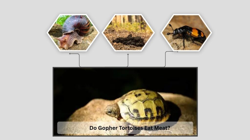 Do Gopher Tortoises Eat Meat?