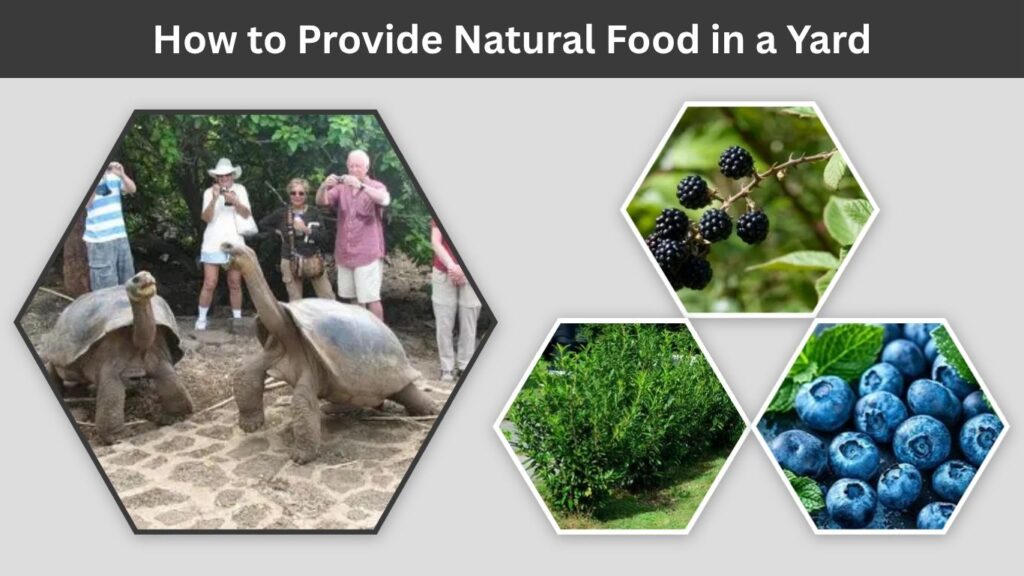 How to Provide Natural Food in a Yard