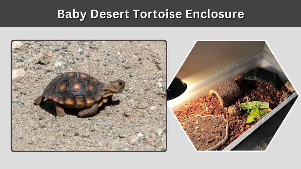 Baby Desert Tortoise Enclosure
