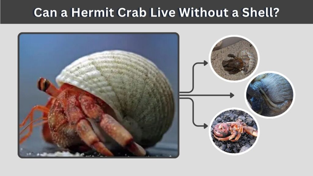 Can a Hermit Crab Live Without a Shell?
