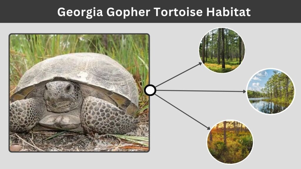 Georgia Gopher Tortoise Habitat