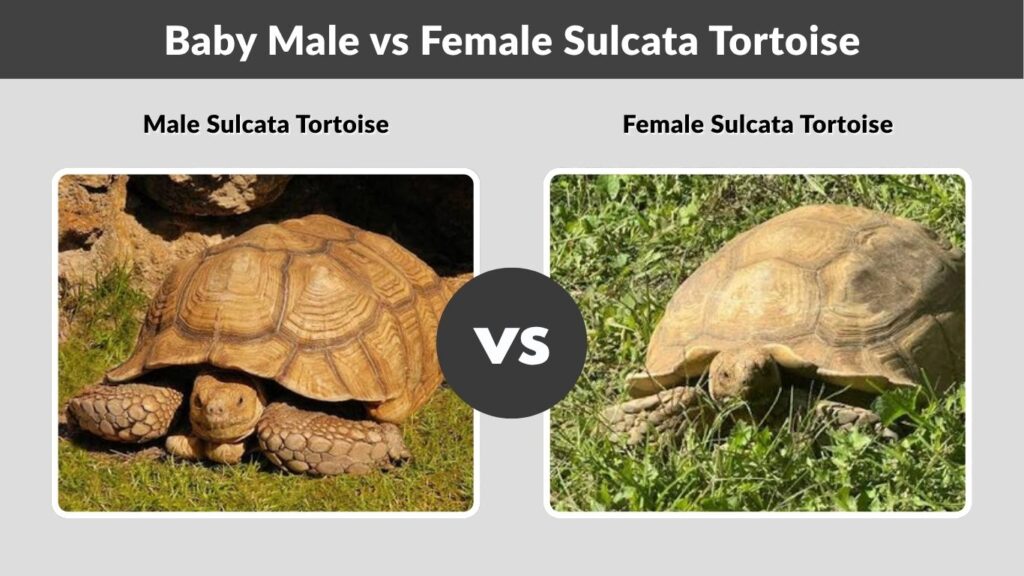 Baby Male vs Female Sulcata Tortoise