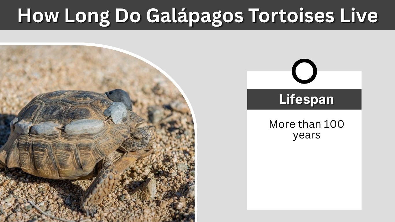 How Long Do Galápagos Tortoises Live? Lifespan Guide