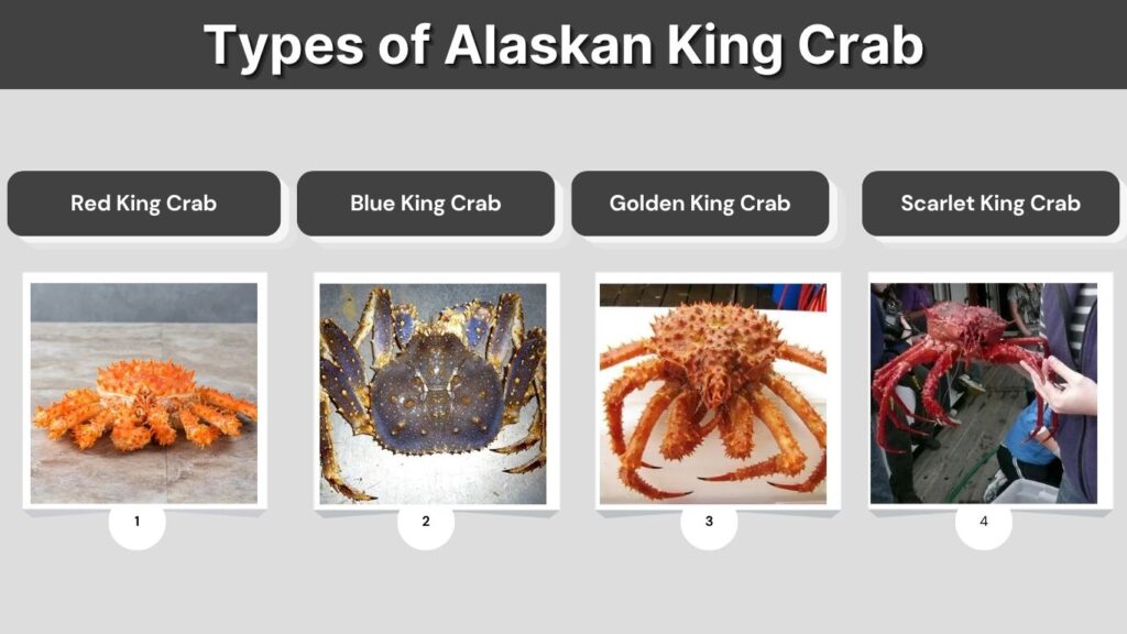 Types of Alaskan King Crab