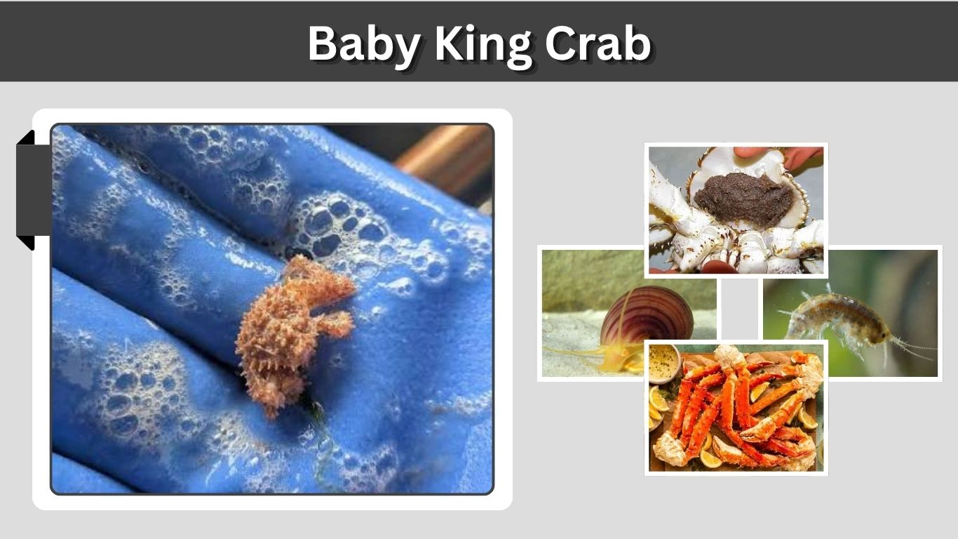 Baby King Crab: Size, Life Cycle, Eggs, and Facts