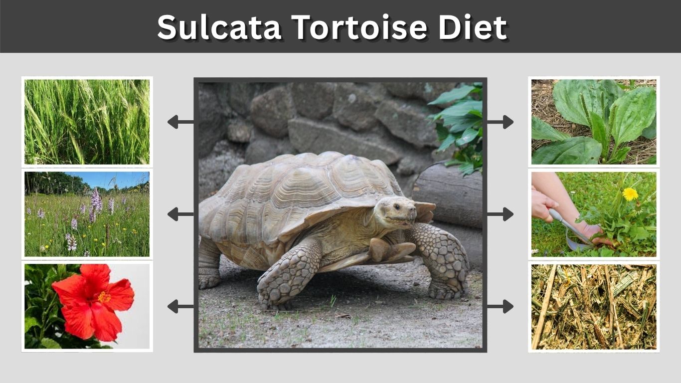 African Sulcata Tortoise Lifespan