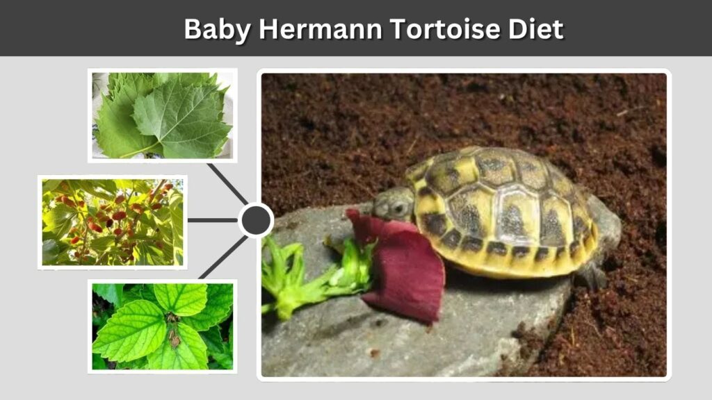 Baby Hermann Tortoise Diet