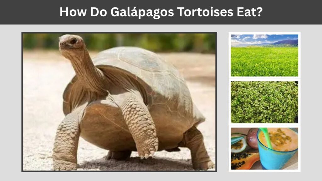 How Do Galápagos Tortoises Eat?