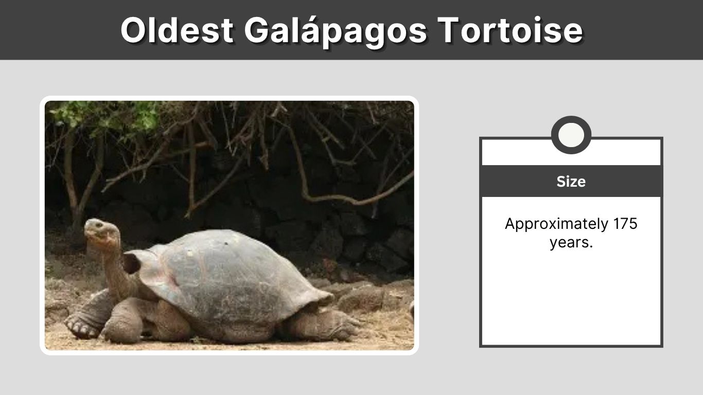 Oldest Galápagos Tortoise: How Old Was Harriet?