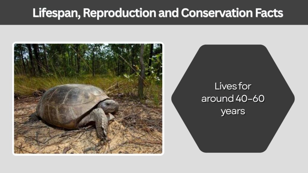 Lifespan, Reproduction and Conservation Facts